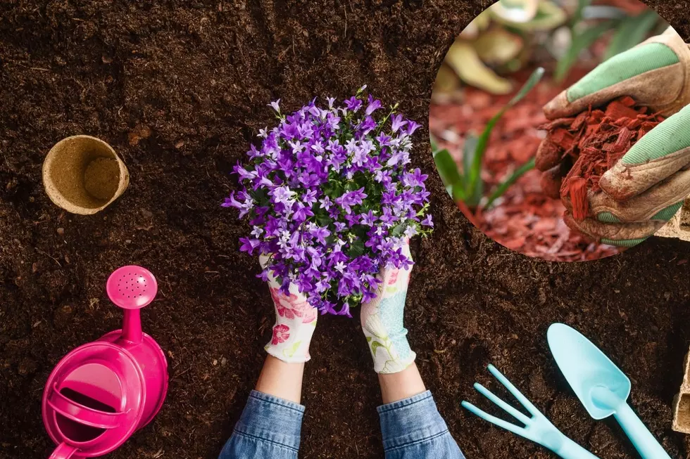 What Color Mulch Should You Use in New England?