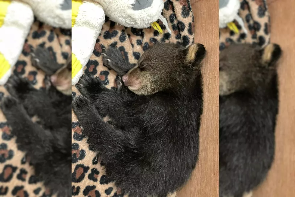 Tiny New Hampshire Bear Cub Abandoned in the Woods Rescued