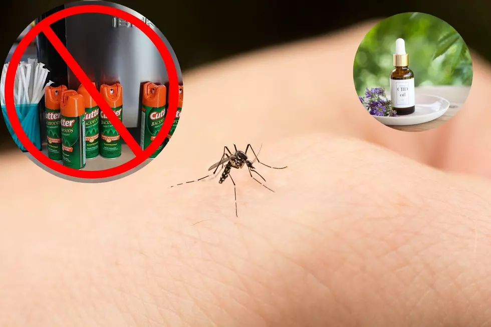 Don&#8217;t Like Bug Spray? Try These Bug Repellant Alternatives This Summer in New England