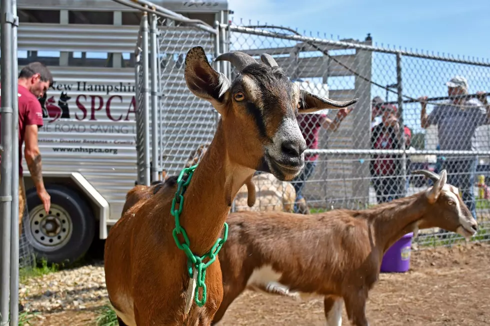 The New Hampshire SPCA Needs Your Help After Rescuing 54 Goats From Appalling Conditions