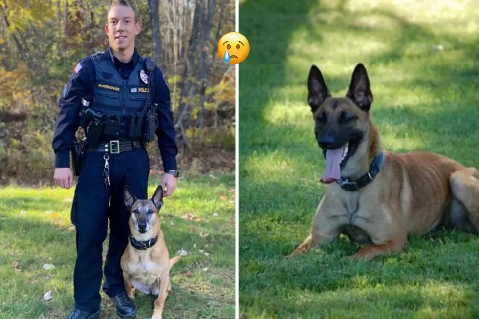 Honoring a Hero: Freeport, Maine&#8217;s First K-9, Cassie, Sadly Passes Away