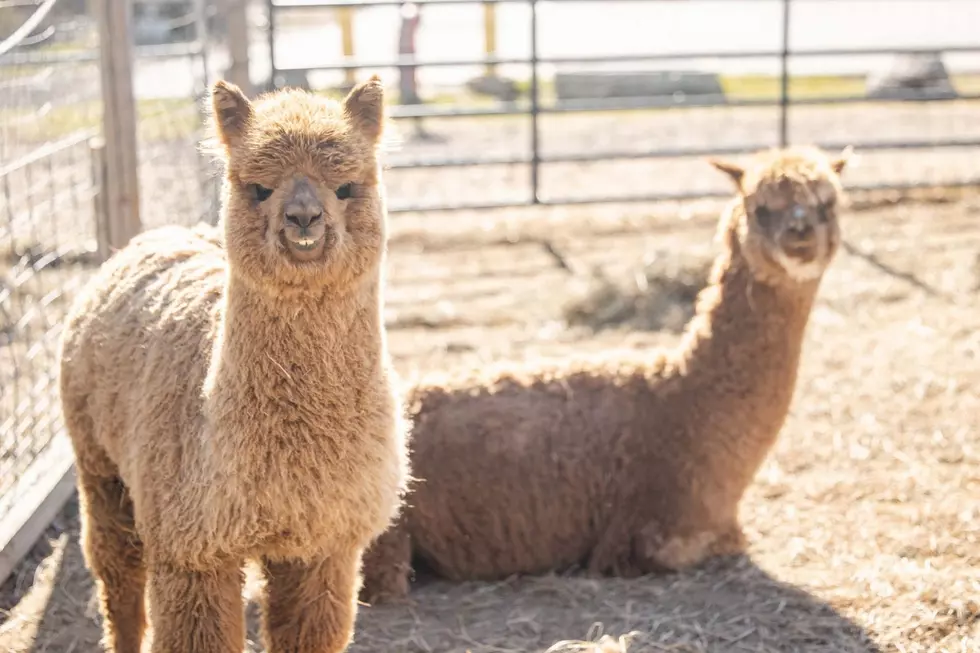 6 Alpacas Are Up for Adoption at the New Hampshire SPCA