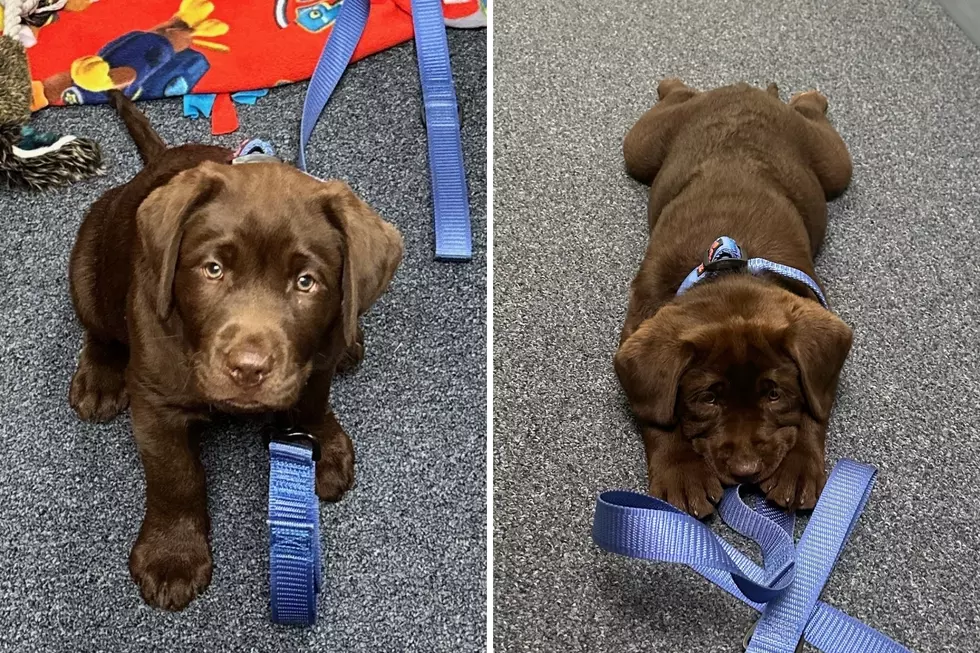 Super Cute Nashua, New Hampshire, Police Comfort Dog Pictures Will Make You Say ‘Awww’
