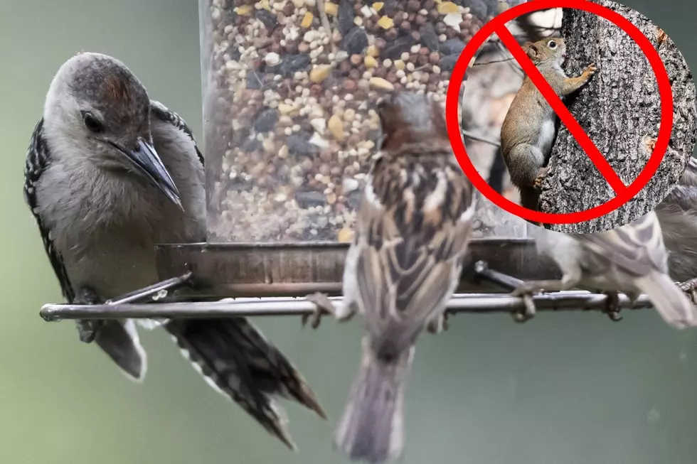 How to Avoid Squirrels Getting Into Your Bird Seed in New England