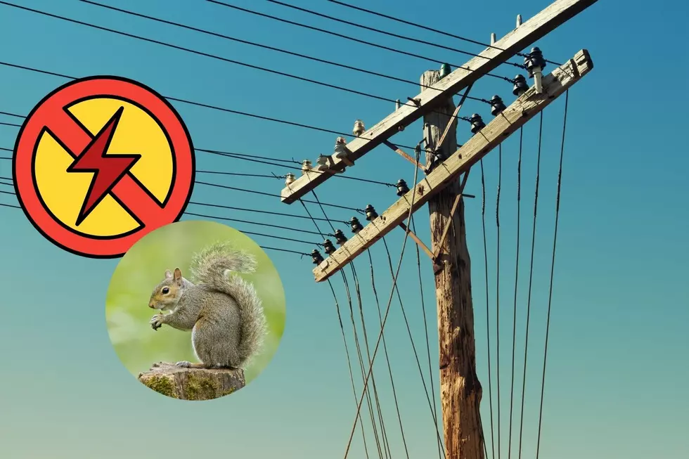 ‘Squirrel-Related Power Outages’ Might Be the Most New Hampshire Thing I’ve Ever Heard