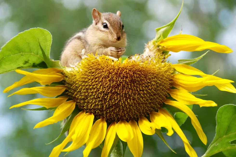 How to Keep Pesky Chipmunks Out of Your Garden in New England