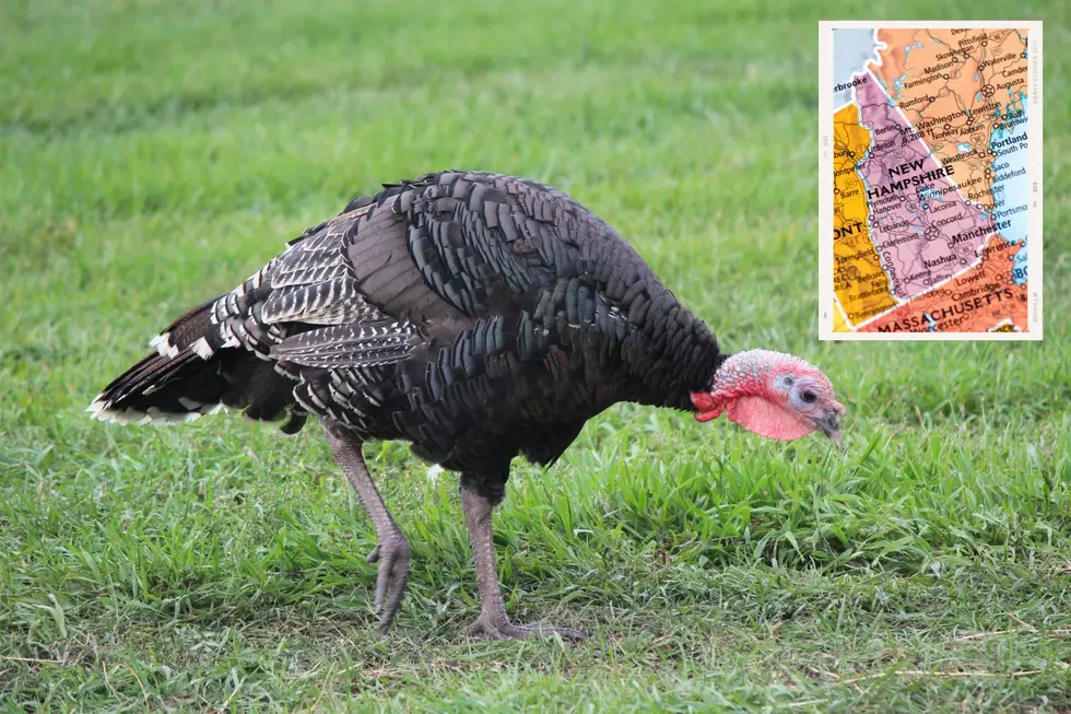 What&#8217;s Going on With Wild Turkey Populations in New Hampshire?