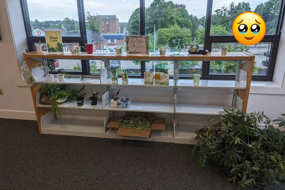 Check Out This House Plant Swap in Rochester, New Hampshire