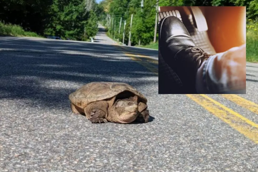 New Hampshire Fish and Game Remind Us to ‘Give Turtles a Brake’