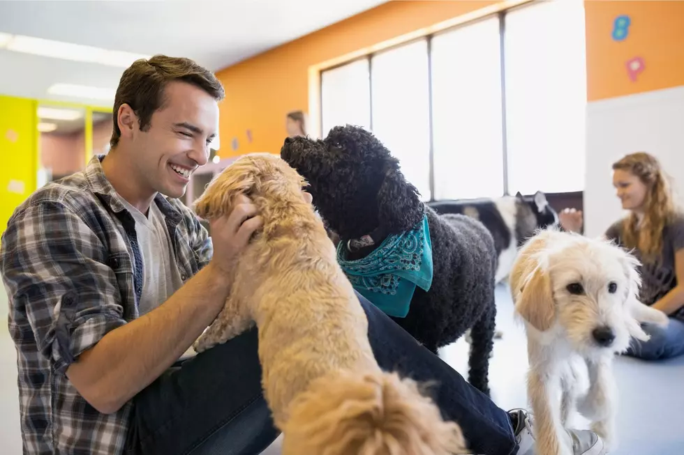 New England: Convince Your Boss to Bring Your Dog to Work