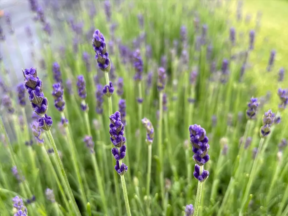 Celebrate All Things Lavender at This Brand-New Maine Festival