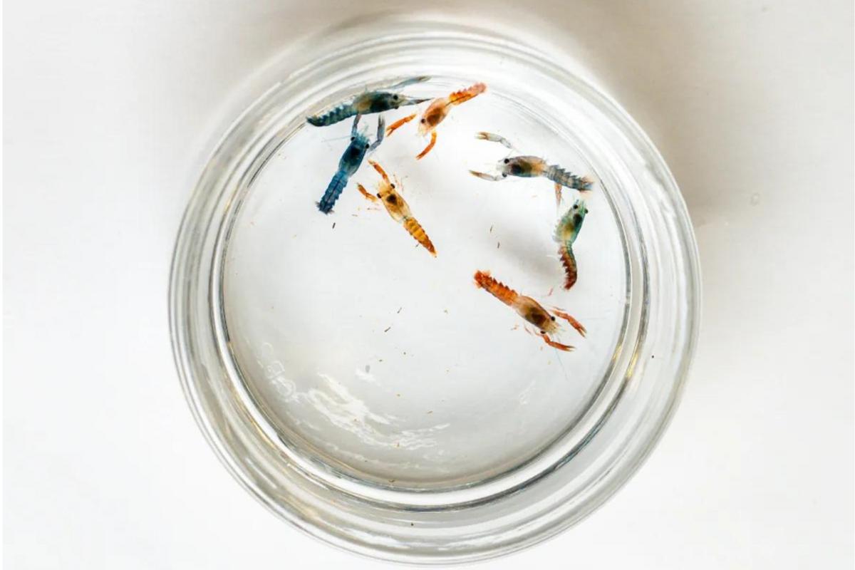 Rare peach lobster in Maine gives birth to colorful babies