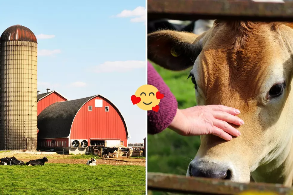 Southern New Hampshire Farm Offers Complimentary Cow Cuddles