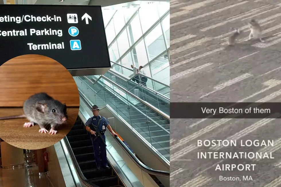 Boston Logan International Airport May Have a Mice Problem...