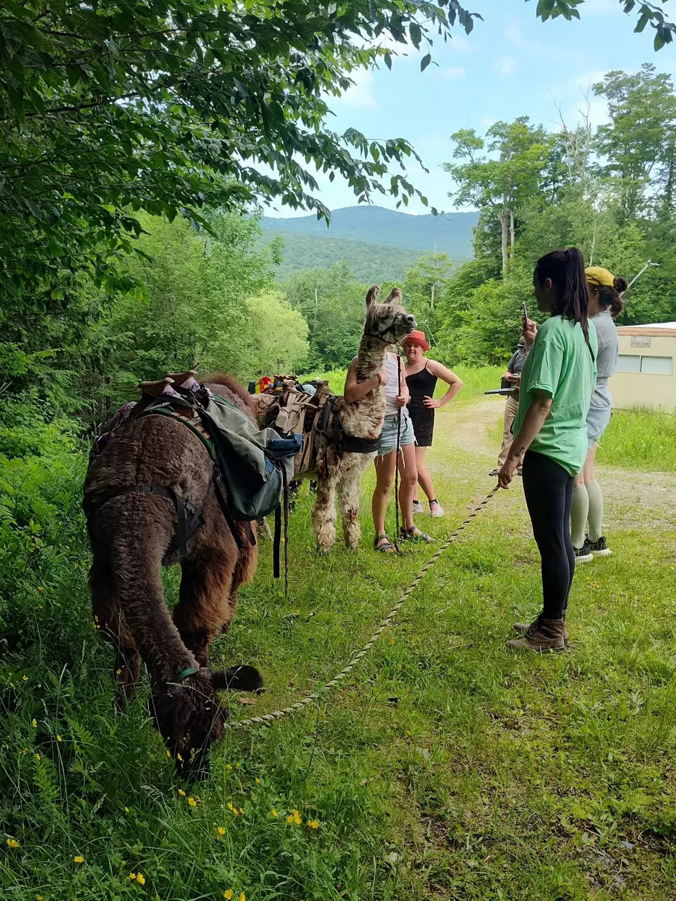 Credit: Livin The Dream Alpaca Farm and Country Store via Facebook