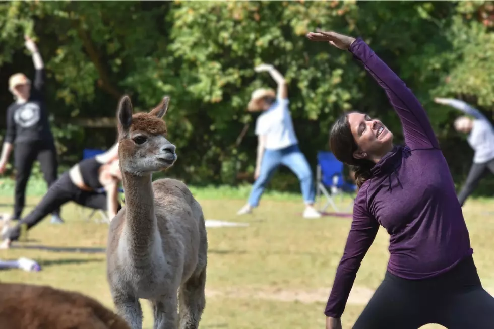 Credit: Harvard Alpaca Ranch via Facebook