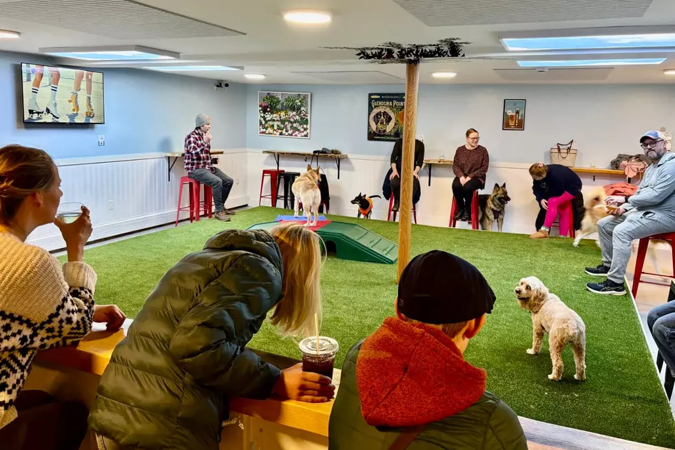 Bark and Bevy Bar, Indoor Dog Park in Enfield, NH, Closes After Nearly 5 Months
