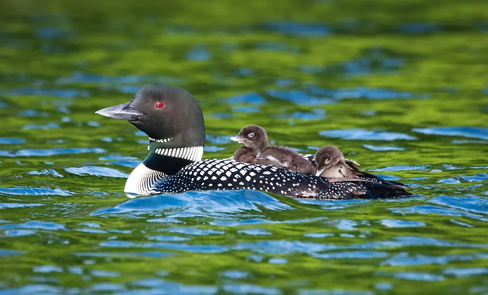 Learn About Loons While Cruising On Beautiful Squam Lake