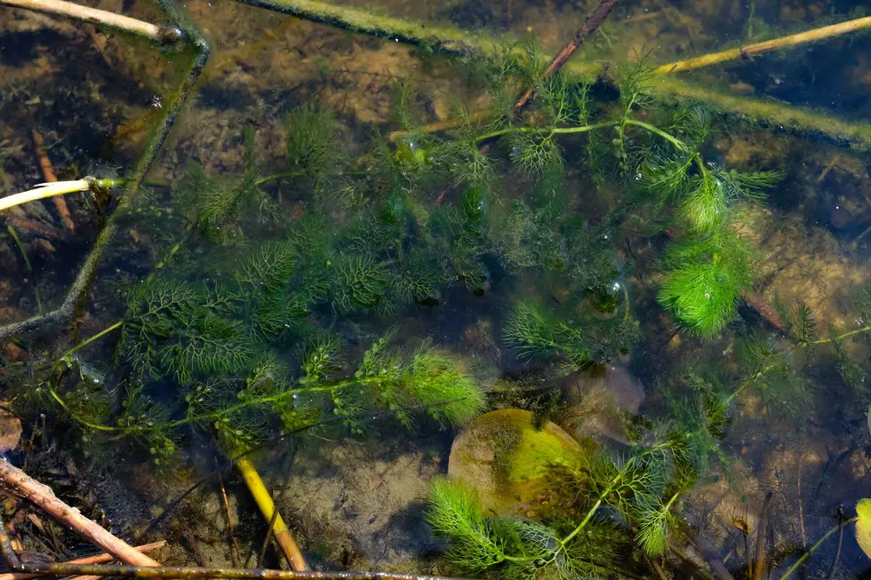 3 Reasons Why This Invasive Plant Is Bad News for New Hampshire Lakes and May Even Lower Property Value