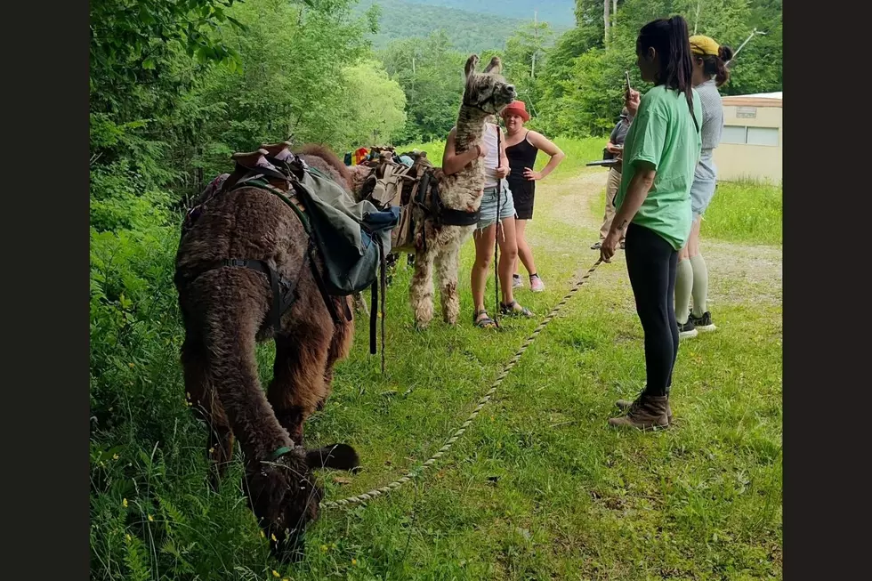 Credit: Northern Vermont Llama Treks & Christmas Trees Farm via Facebook