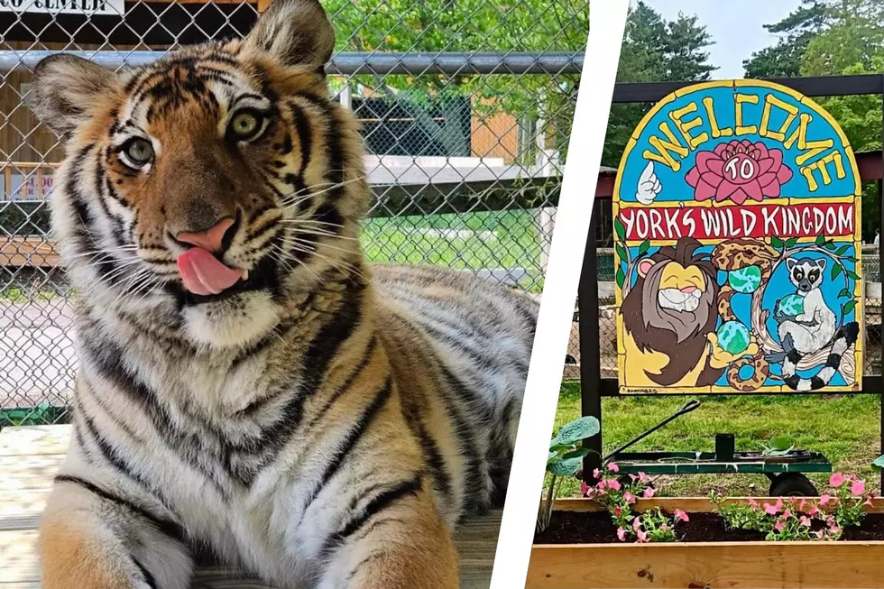 Win a York’s Wild Kingdom Season Family Pass for 4 and $100 Gift Certificate