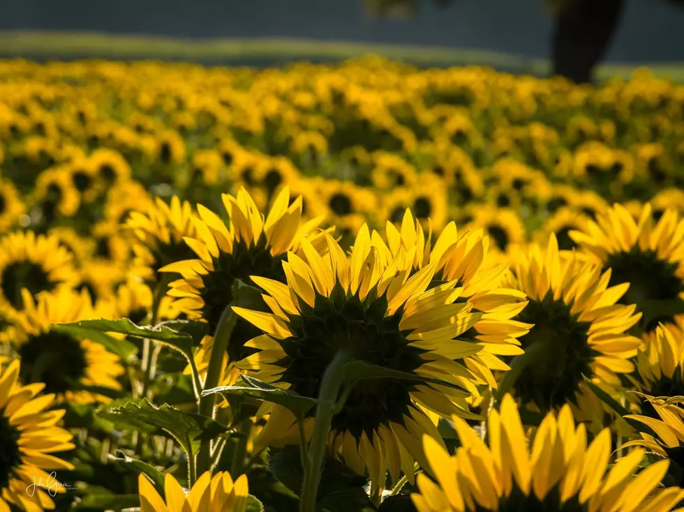 This New Hampshire Sunflower Festival Is About So Much More Than Flowers