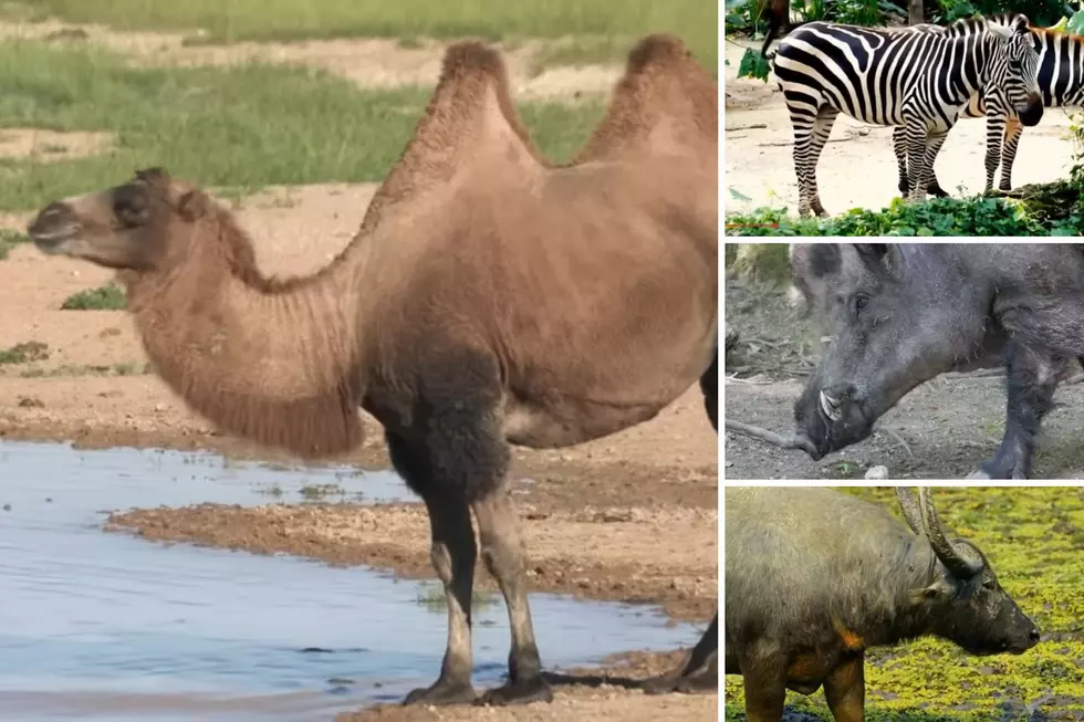 You Can Legally Own a Camel in New Hampshire and These 15 Other Surprising Animals