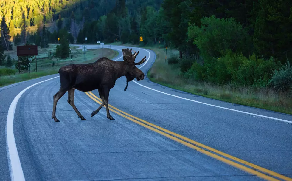 New England's Wild Side: Dangerous Animals in NH, ME & MA
