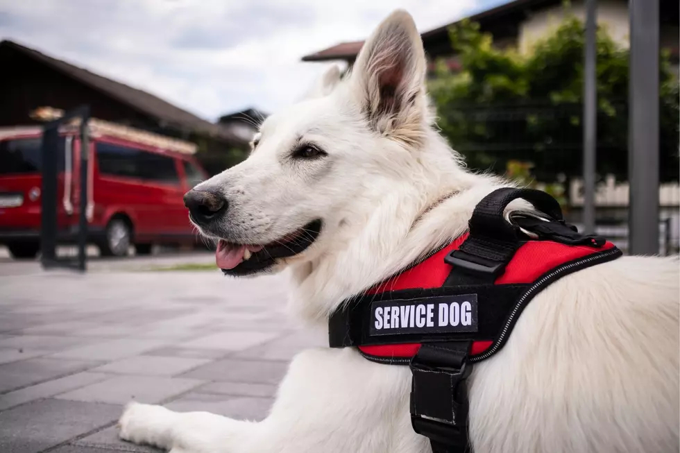 September Is Service Dog Awareness Month in New Hampshire… Here’s What I Learned
