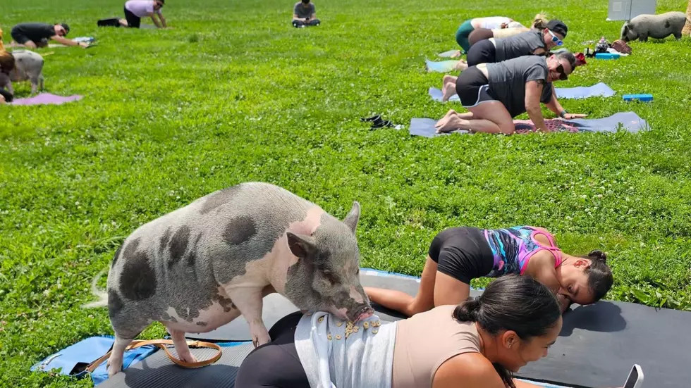 Namaste With Sprinkle the Pig at This New England Yoga Experience