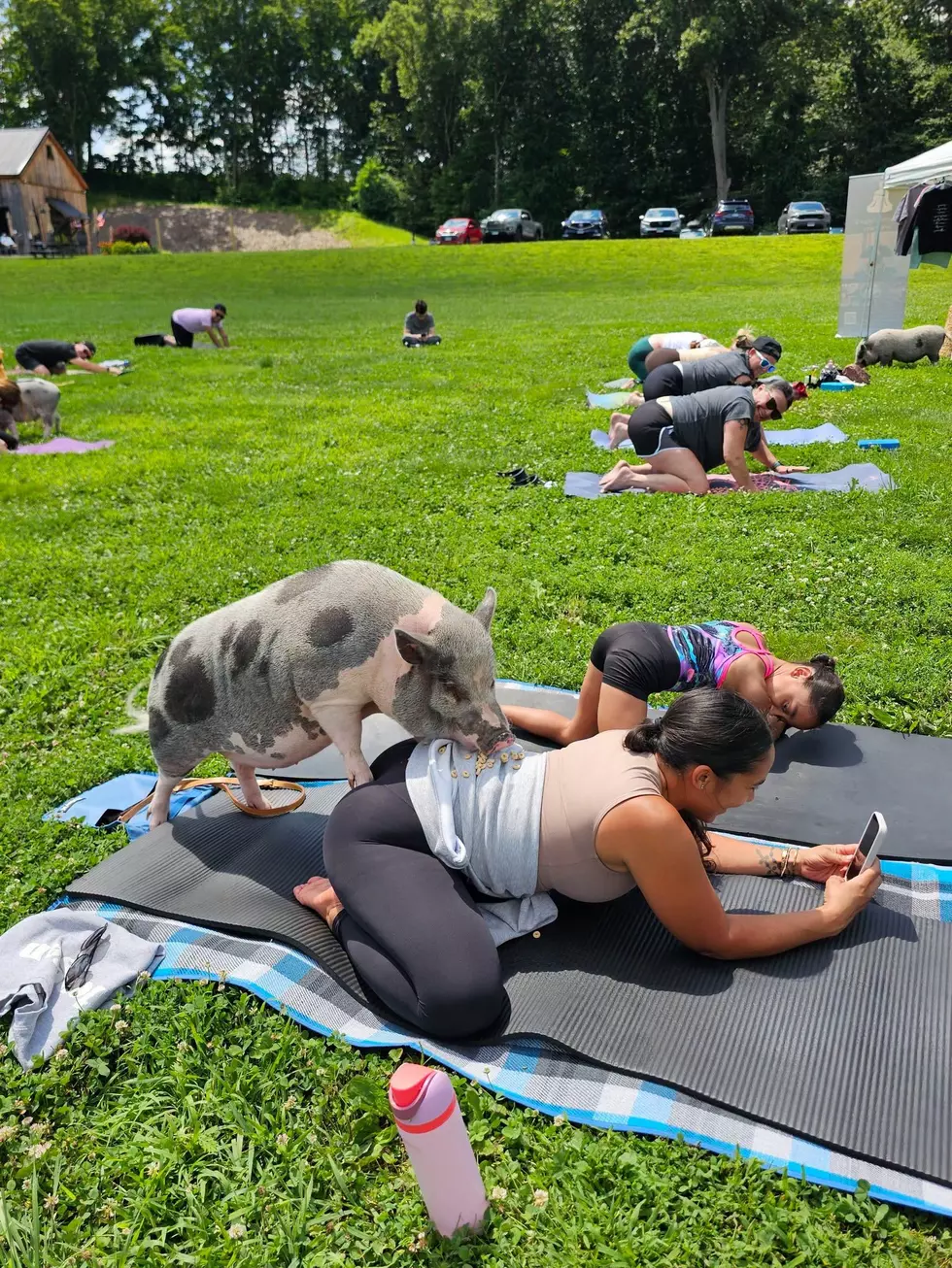 Sprinkle's Yoga Class from Gilbert the party pig via Facebook