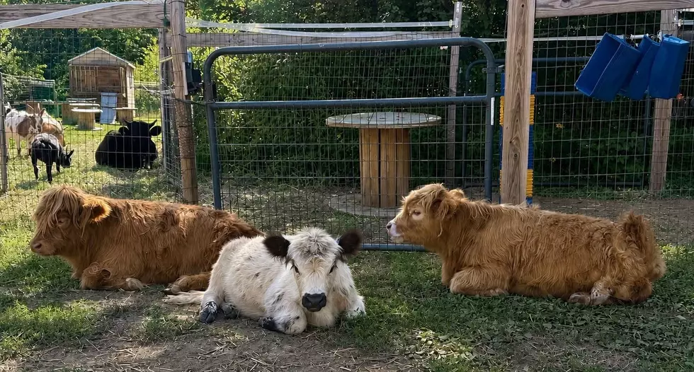 Cuddle Mini Highland Cows At This Somersworth’s Bubble Tie-Dye Party