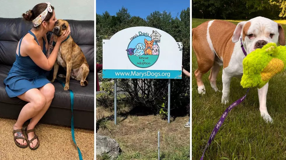 Mary’s Dogs Rescue Opens New Home For Rescued Pups in Barrington, NH
