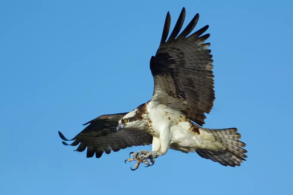 New Hampshire Is in the Middle of a Massive Migration Right Now… and Most Of Us Never Notice