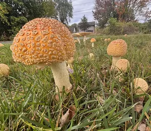 Why is New Hampshire Seeing So Many of These Mushrooms Everywhere