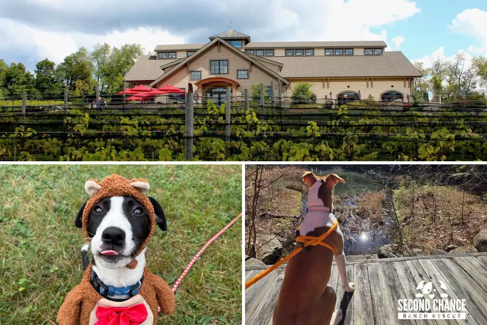 Second Chance Ranch Rescue's Fall For The Dogs Event In Amherst, NH