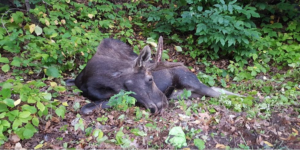 Moose Hit by Car Will Be Fed to Hudson Valley Homeless