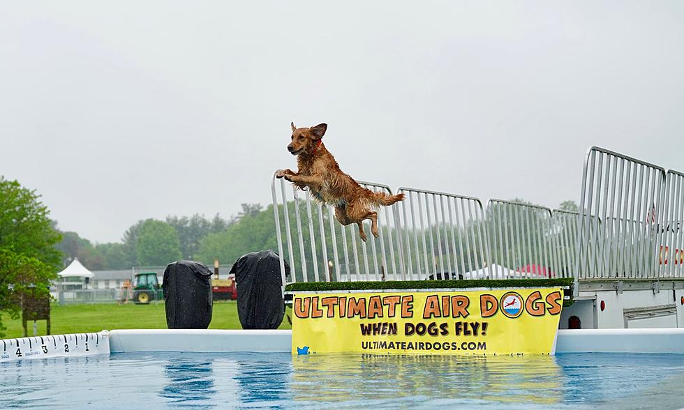 Ultimate Air Dogs Return To The Northeast Outdoor Show