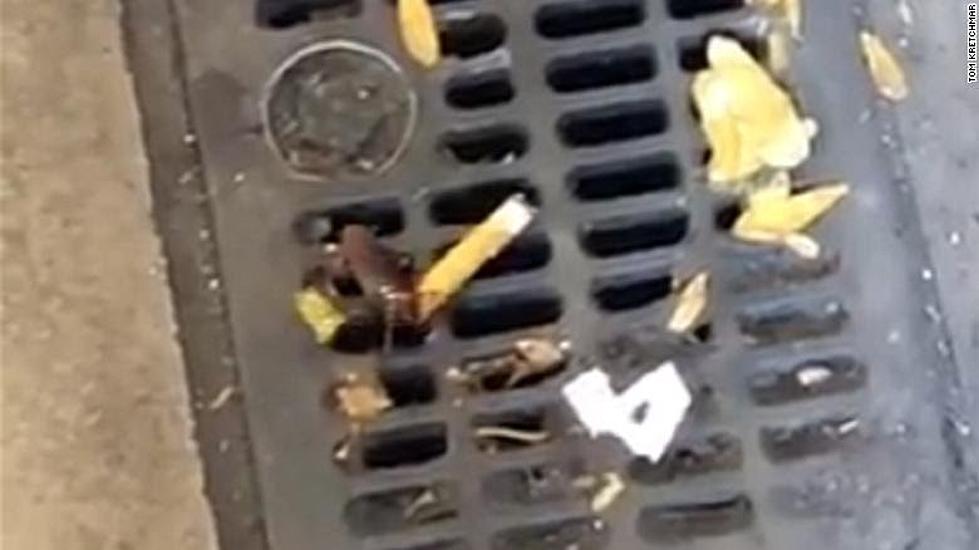 Is Cigarette Cockroach the New Pizza Rat?