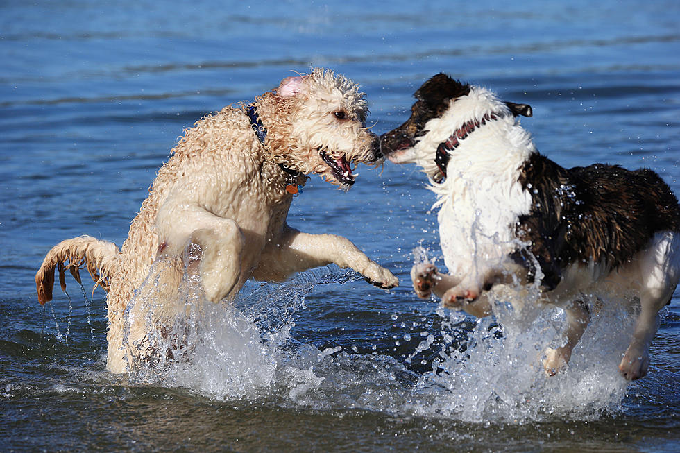 A Truckload Of Dogs Hit Up The Beach. It’s As Amazing As It Sounds