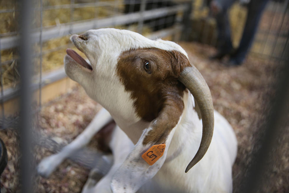 Red Hook Barn Fire Kills 100 Goats
