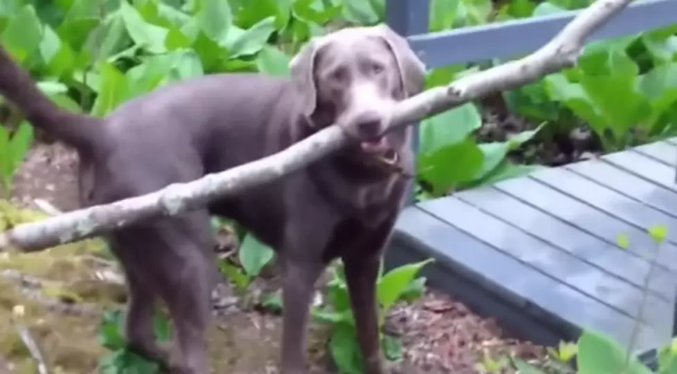 Hudson Valley Dog Goes Viral [VIDEO]