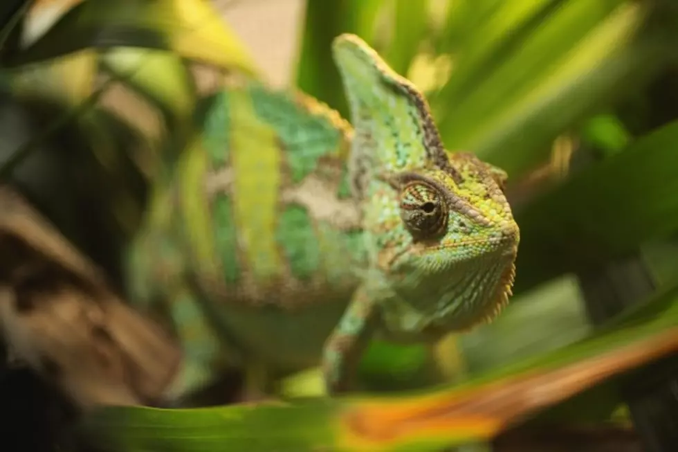 Chameleon Popping Bubbles is New Best Thing Ever [VIDEO]
