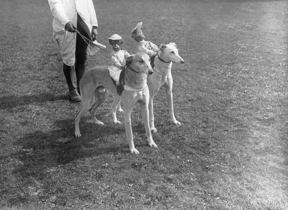 Monkeys Riding Dogs, Cute Or Cruel?