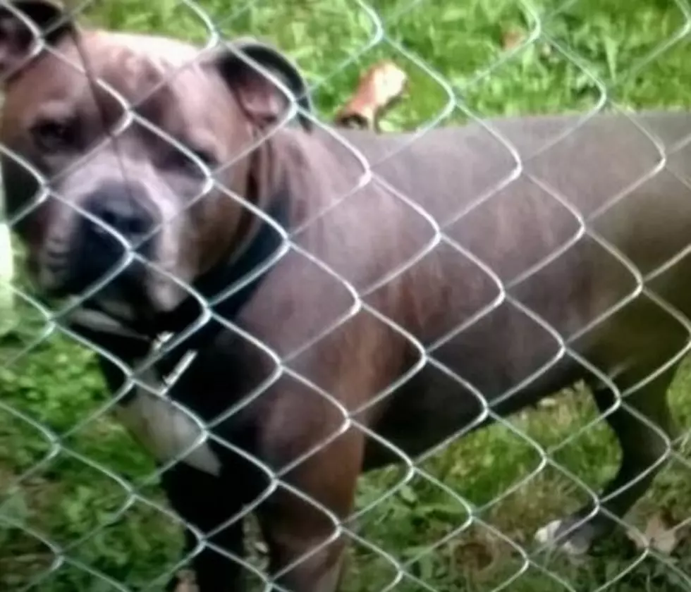 UPDATE: Stolen Hudson Valley Pit Bull Found Dead