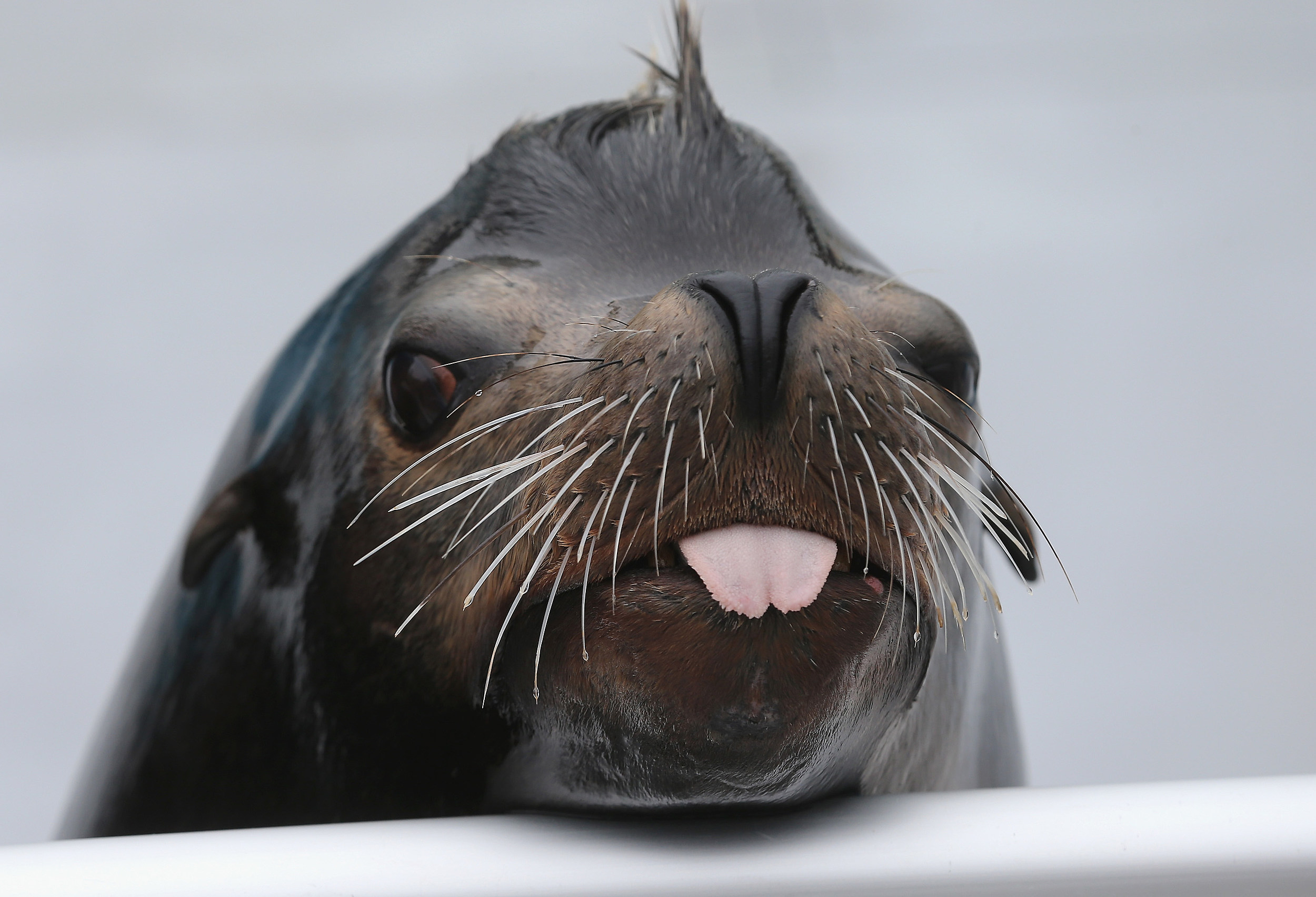 These Seals Playing Saxophone and Trumpet Will Be the Best Thing You'll