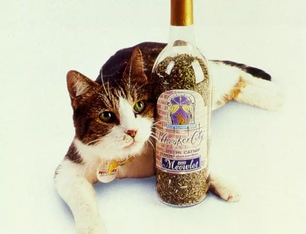 Wine You Can Share With Your Cat?
