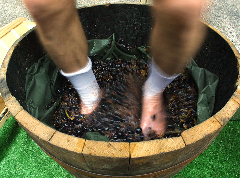 Stomp Grapes, Have Fun, Help Make Wine?