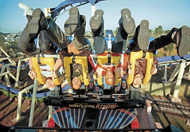 You Just Won Tickets to Tampa Busch Gardens: Here&#8217;s What to Do When You Get There