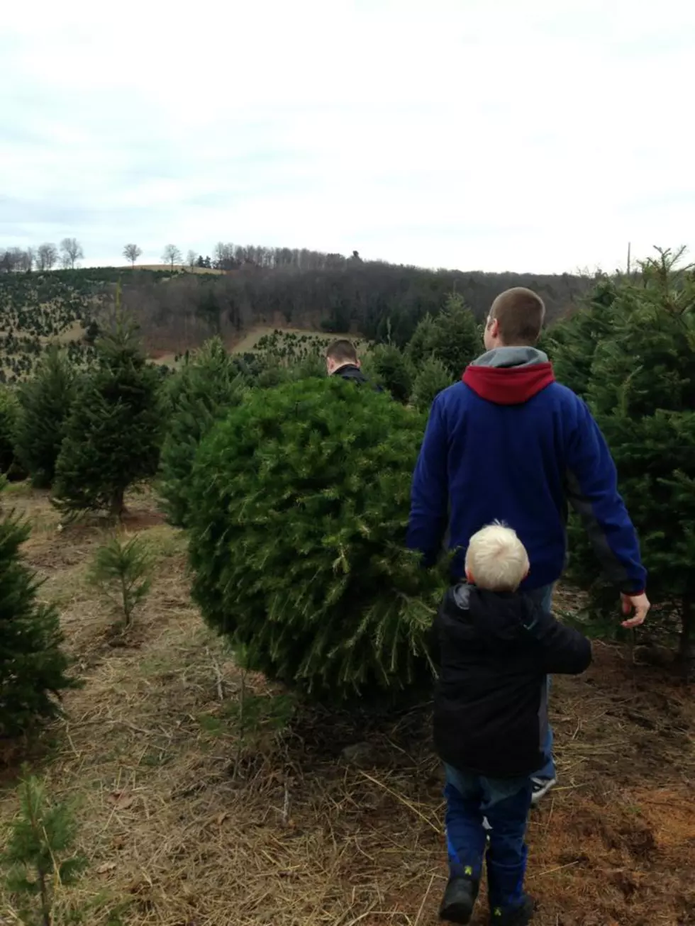 Where You Can Buy a Hudson Valley-Grown Christmas Tree